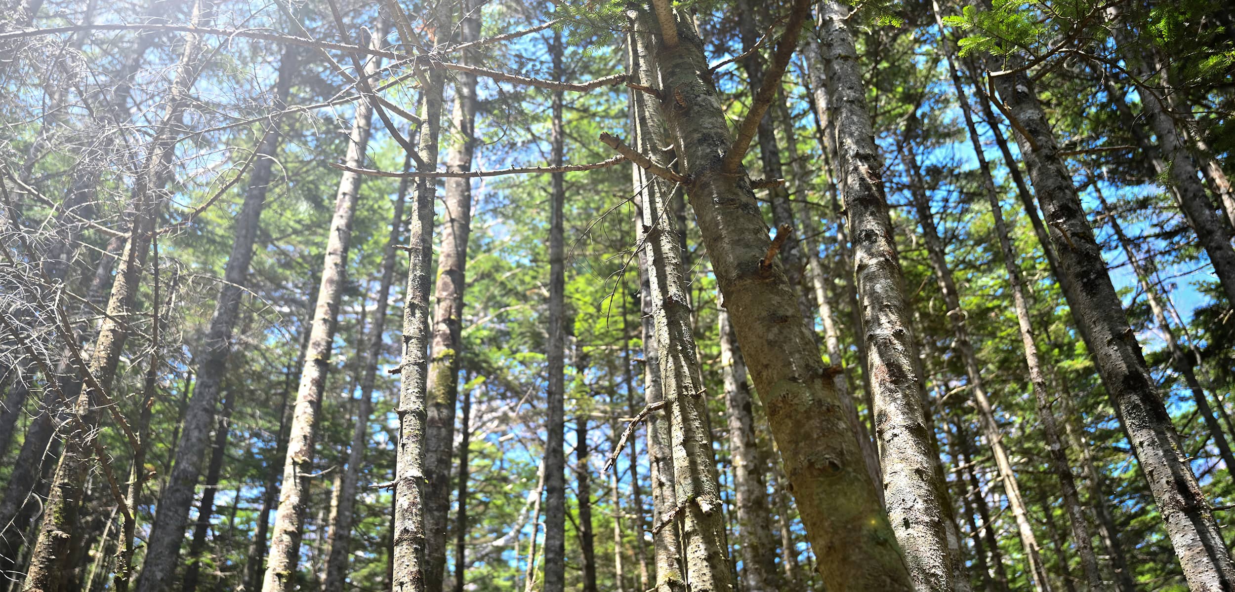 FUKUYAMA FORESTRY